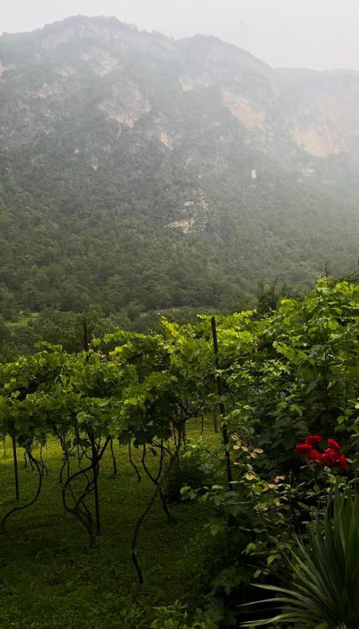 Guest House Oasis - Tvishi Dış mekan fotoğraf
